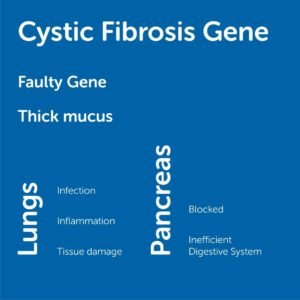 Graphic describing the primary effects of Cystic Fibrosis. The faulty gene creates a thickening of mucus that leads to infection, inflammation and tissue damage in the lungs, and blockage of the pancreas which causes inefficiency in the digestive system.